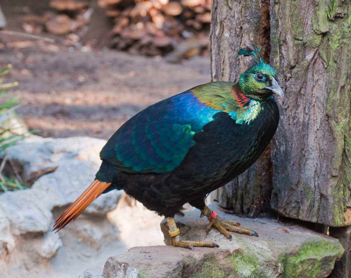 Manali Sanctuary