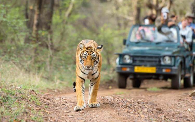 Ranthambore National Park safari