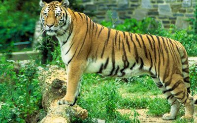 Sariska Tiger Reserve 2