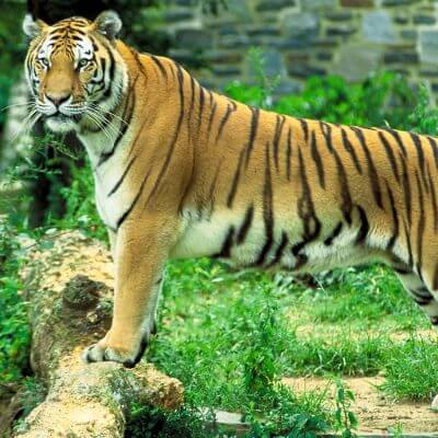 Sariska Tiger Reserve 2
