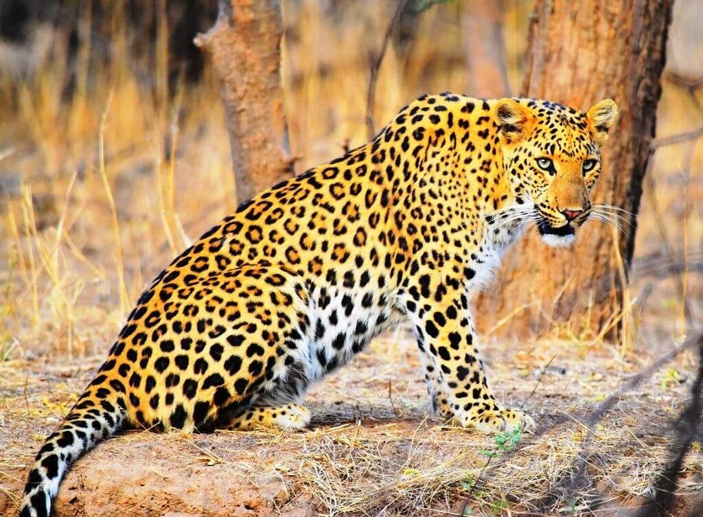 leopard Safari Jhalana